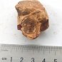 #Cambrian fossil trilobite saukia, professional teaching #z28