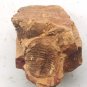 #Cambrian fossil trilobite saukia, professional teaching #z28