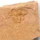 Cambrian fossil trilobite unknown , professional teaching #z29