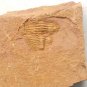 #Cambrian fossil trilobite unknown , professional teaching #z29