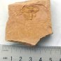 #Cambrian fossil trilobite unknown , professional teaching #z29