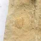 Cambrian fossil trilobite unknown , professional teaching #z30