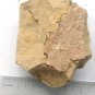 #Cambrian fossil trilobite unknown , professional teaching #z30