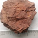 Ordovician fossil trilobite Dionide, teaching,very cool  #z32