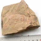 Cambrian fossil Anomalocaris , professional teaching,cool #z34