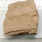 Cambrian fossil Anomalocaris , professional teaching,cool #z36