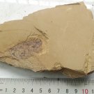 Cambrian fossil Anomalocaris , professional teaching,cool #z35