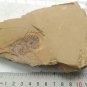 #Cambrian fossil Anomalocaris , professional teaching,cool #z35