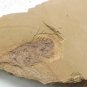 #Cambrian fossil Anomalocaris , professional teaching,cool #z35