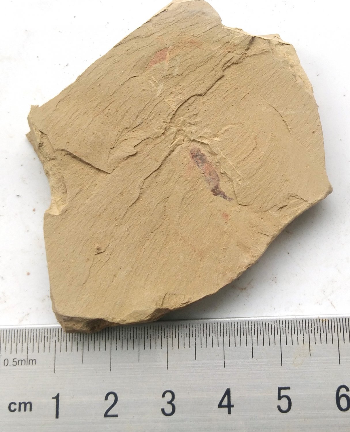 #Cambrian fossil unknown , professional teaching #z37
