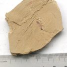 Cambrian fossil unknown , professional teaching #z37