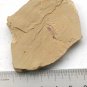 #Cambrian fossil unknown , professional teaching #z37