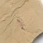 #Cambrian fossil unknown , professional teaching #z37