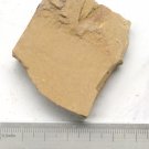 Cambrian fossil Leanchoilia illecebrosa , professional teaching #z40