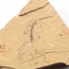 Cambrian fossil Cricocosmia jinningensis, professional teaching #z41