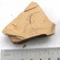 #Cambrian fossil Cricocosmia jinningensis, professional teaching #z41