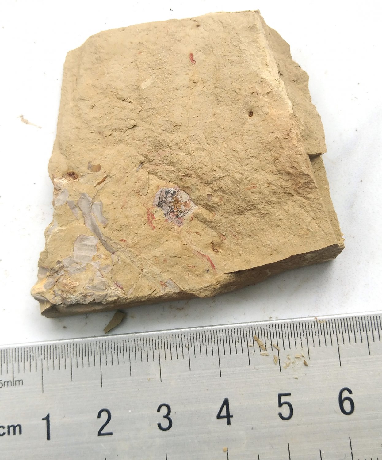 Cambrian fossil unknown , professional teaching #z42