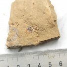 Cambrian fossil unknown , professional teaching #z42