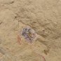Cambrian fossil unknown , professional teaching #z42