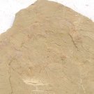 Cambrian fossil Anomalocaris , professional teaching,cool #z43