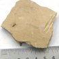 #Cambrian fossil Anomalocaris , professional teaching,cool #z43