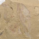 Cambrian fossil Vetulicola  neg , professional teaching,cool #z44