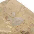 Cambrian fossil  Isopyx minor , professional teaching,cool #z46