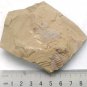 #Cambrian fossil Isopyx minor , professional teaching,cool #z46