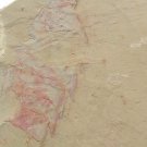 Cambrian fossil  Guangweicaris spinatus , professional teaching,cool #z47