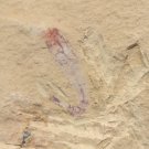 Cambrian fossil unknown , professional teaching #z49