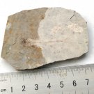 Fossil fish,teaching,collection,very nice,very cool  #z51
