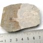 Fossil fish,teaching,collection,very nice,very cool #z51