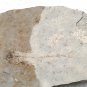 Fossil fish,teaching,collection,very nice,very cool #z51