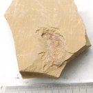 Cambrian fossil Naraoia longicaudata neg , professional teaching #z55
