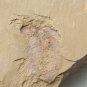 #Cambrian fossil Naraoia longicaudata neg , professional teaching #z55
