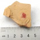 Cambrian fossil Heliomedusa orienta , professional teaching #z56