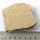 Cambrian fossil unknown , professional teaching #z60