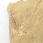 #Cambrian fossil unknown , professional teaching #z60