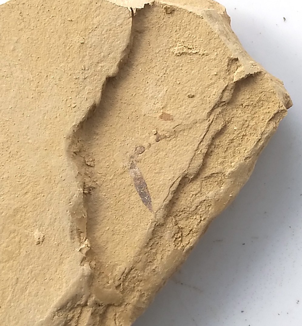 Cambrian fossil unknown , professional teaching #z61