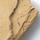 Cambrian fossil unknown , professional teaching #z61