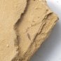 Cambrian fossil unknown , professional teaching #z61