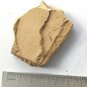 Cambrian fossil unknown , professional teaching #z61