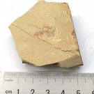 Cambrian fossil Leanchoilia illecebrosa , professional teaching #z64