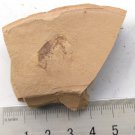 Cambrian fossil Leanchoilia illecebrosa , professional teaching #z65