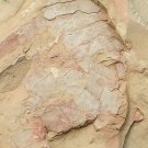 Cambrian fossil Guangweicaris spinatus, professional teaching #z67
