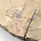 Cambrian fossil Naraoia spinosa , professional teaching #z68