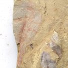 Cambrian fossil Guangweicaris spinatus neg, professional teaching #z69