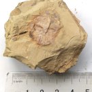 Cambrian fossil trilobite Palaeolenus lanlenoisi , professional teaching #z70