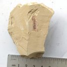 Cambrian fossil Leanchoilia illecebrosa neg, professional teaching #z78