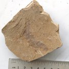 Cambrian fossil Vetulicola  , professional teaching,cool #z86